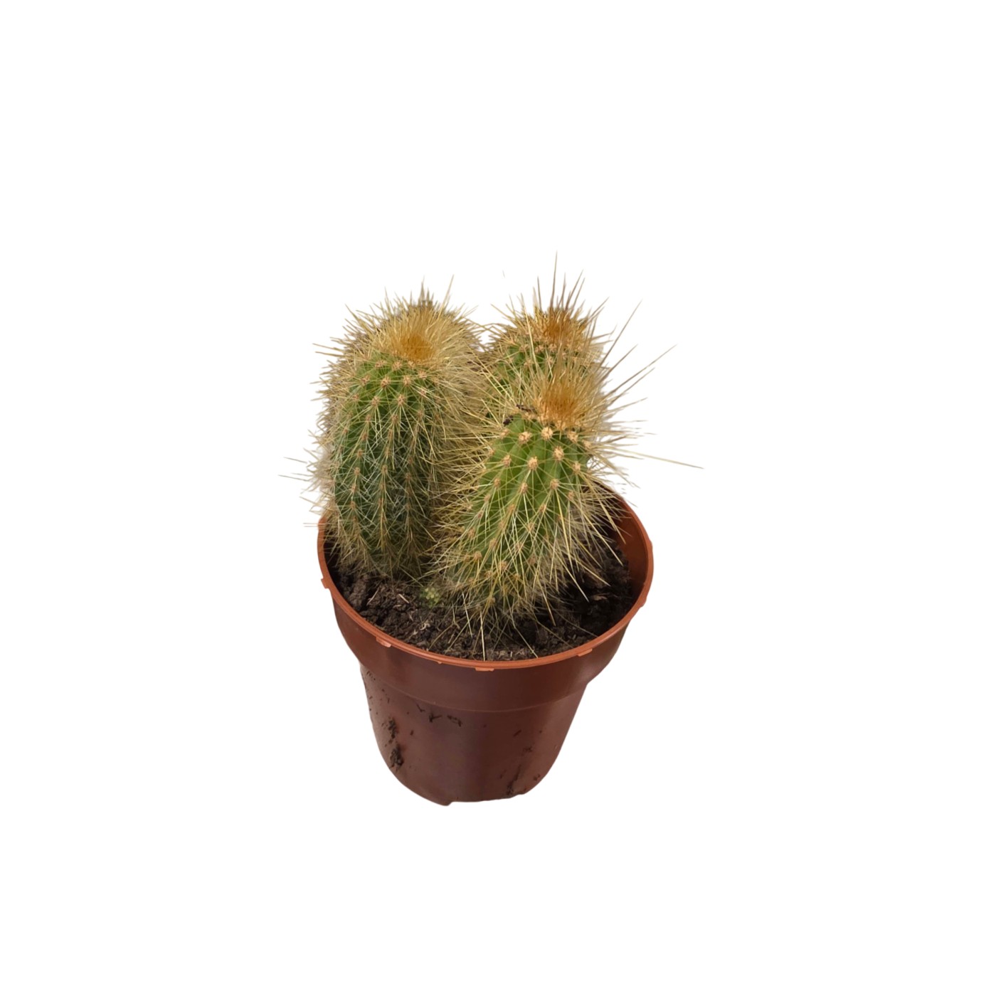 Cactus en maceta